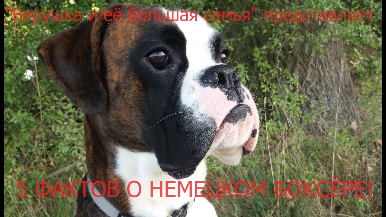вся информация о породе собак боксер