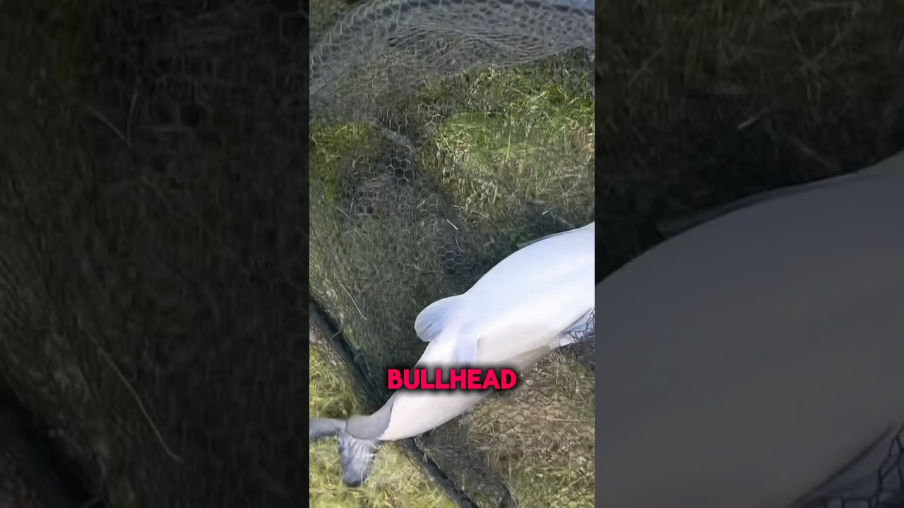 The BEST Bait For Bullhead Catfish Is….