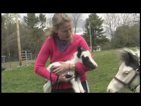 Einstein - The Smallest Horse In The World