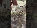 Shot experiment