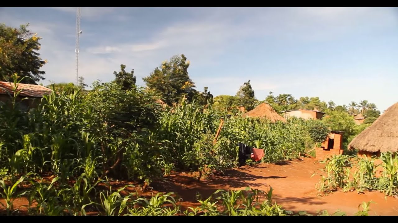 Increasing Plant Germination | The Henry Ford’s Innovation Nation