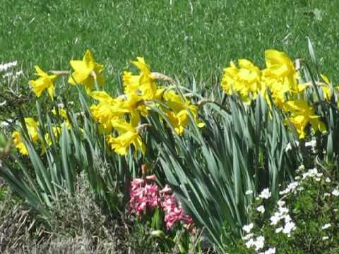 MountainSpringSingers - Siehe, das Lamm!