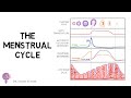 The menstrual cycle