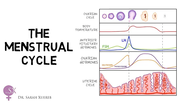 The Menstrual Cycle