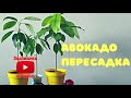 АВОКАДО! КАК ВЫРАСТИТЬ АВОКАДО В ГОРШКЕ.ПОСАДКА АВОКАДО.