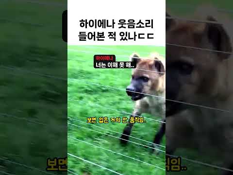 하이에나 웃음소리 소리 켜고 들어보면 소름ㄷㄷ thumbnail