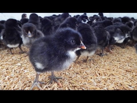 ประยูรฟาร์ม เลี้ยงไก่และปลา สร้างรายได้หลักแสน