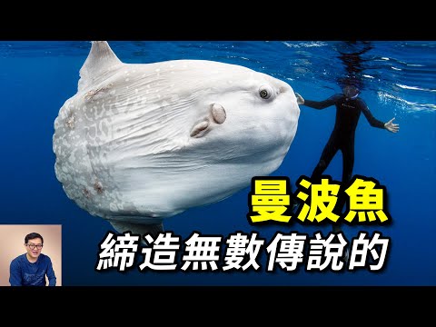 2噸重的大魚頭，竟由河魨進化而來，讓虎鯨做出迷惑行為，充斥著都市傳說的——翻車魚【老肉雜談】