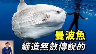 讓虎鯨做出迷惑行為據說能給其他魚治病河鲀家的另類傳說有100種死法的——曼波魚/翻車魚【老肉雜談】#動物 #野生動物 #海洋生物 #魚 #fish