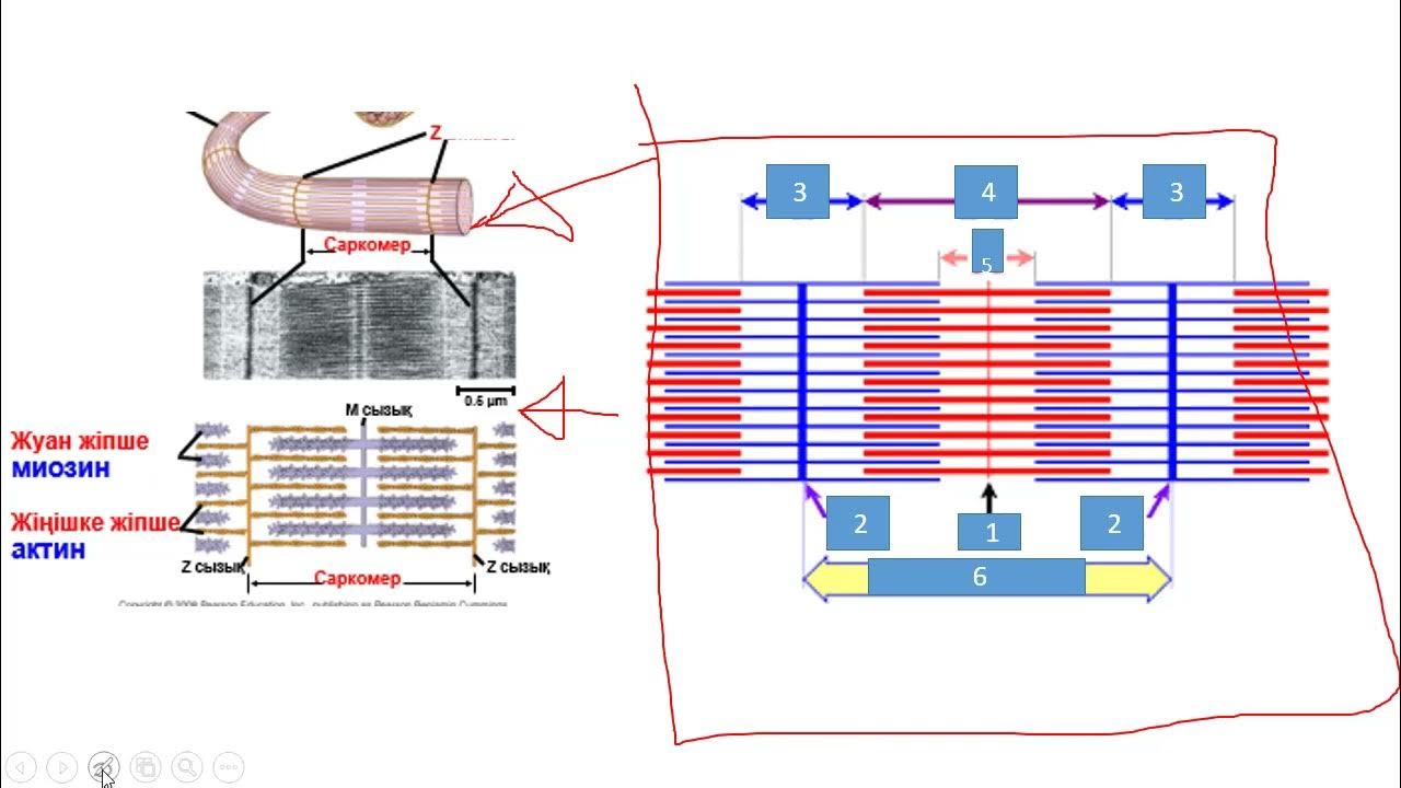 Автобустағы жалаңаш сурет
