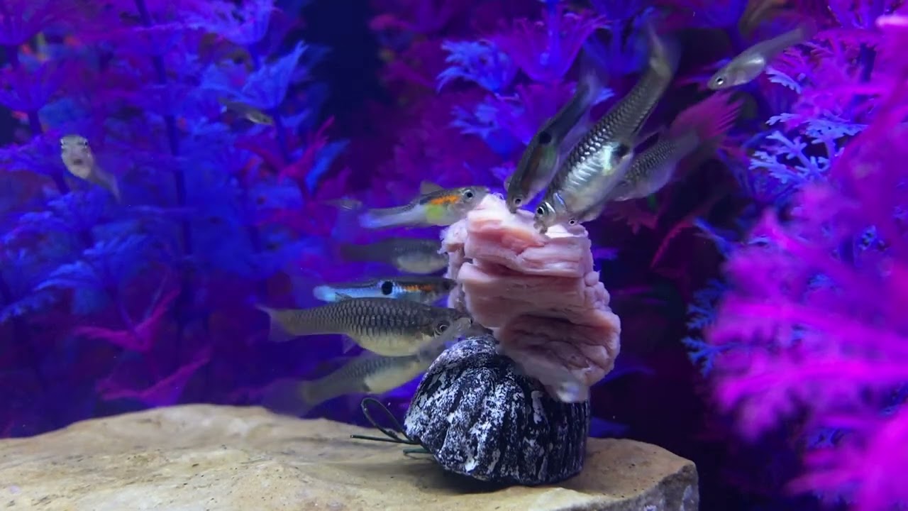 Japan Blue Wild Type Guppy