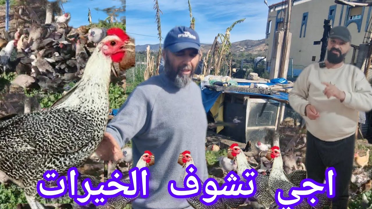 اجي تشوف طبيعة الاجواء مع الدجاج البلدي 11/02/2026