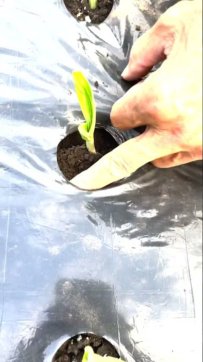 初心者必見！ピーマン栽培で絶対成功する方法