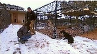 The Bait Dog | DogTown