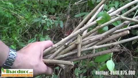 Ngũ gia bì gai - Cây thuốc quý có tên trong SÁCH ĐỎ VIỆT NAM | THAODUOC.NET