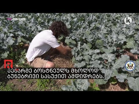 ნიკა ბაგალიშვილი - ბიო პროდუქტის წარმოება წნორში