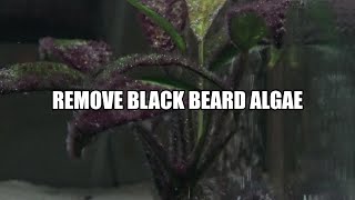 How to remove Black Beard Algae from your aquarium