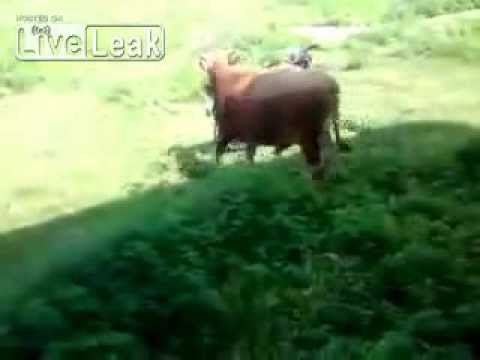 bull