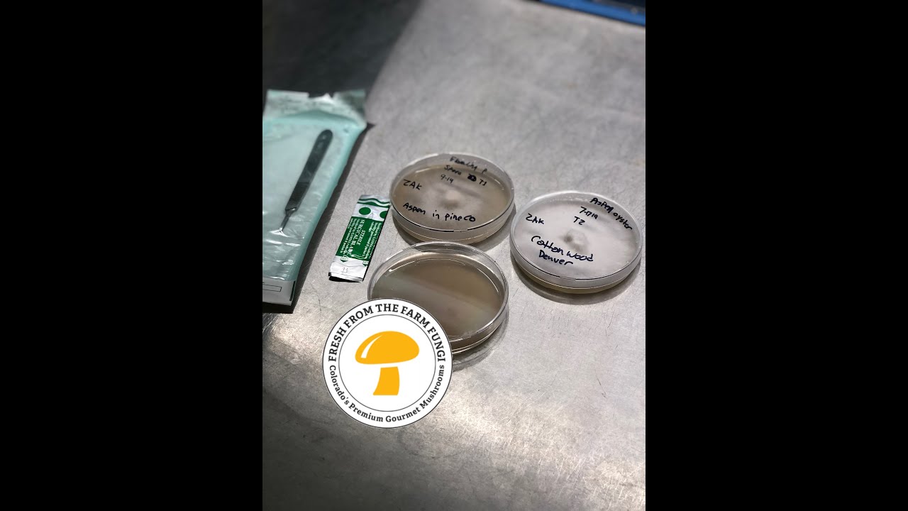 How to do sterile plate transfers on agar YouTube