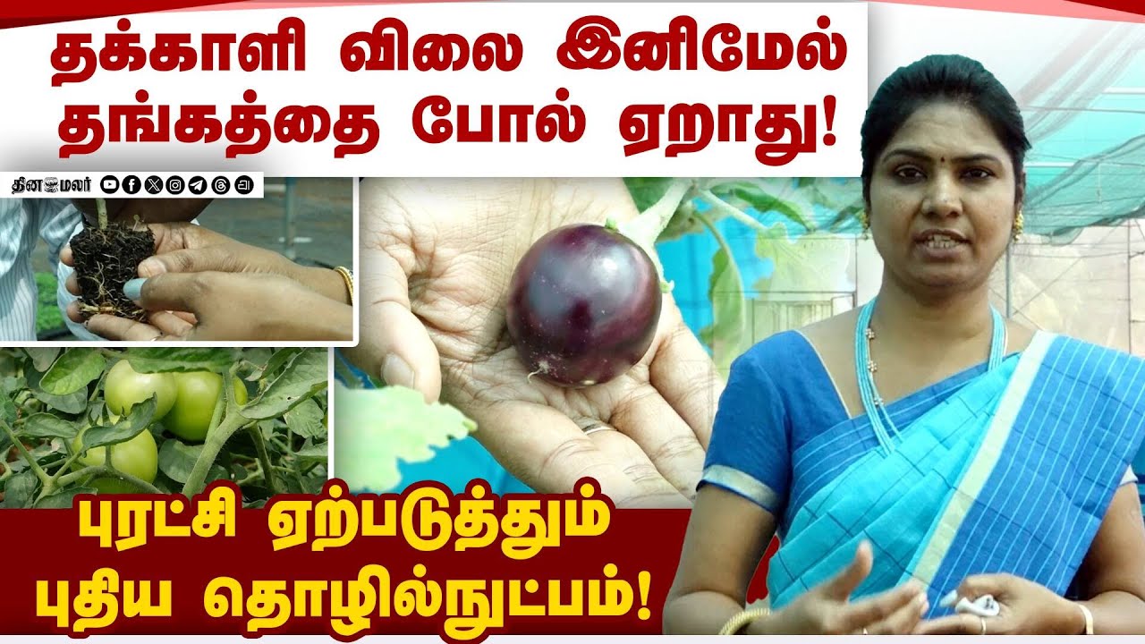 ஒட்டு கட்டும் தொழில்நுட்பத்தால் பிரச்னைக்கு தீர்வு கண்ட வேளாண் பல்கலைக்கழகம்! Horticulture | Tomato