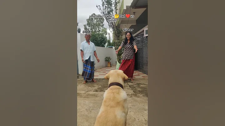 Dog love ❤️ 🐾 Dad V/S Sister ? #dog #dadlife #labrario #love #shorts #dhanush #cute #trending