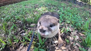 Where do you think otters like to go the most? [Otter life Day 107] カワウソが一番好きな場所はどこ？