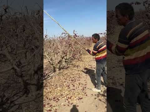 فاكهة العناب حمراء ذات بذرتين تشبه الزيتون اكسبلور العنب