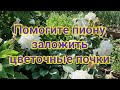 Уход за пионом после цветения + Подкормка