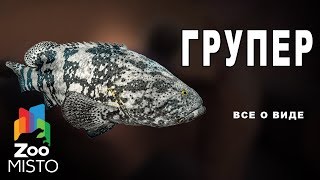 Групер - Все о виде рыбы | Вид рыбы - Групер