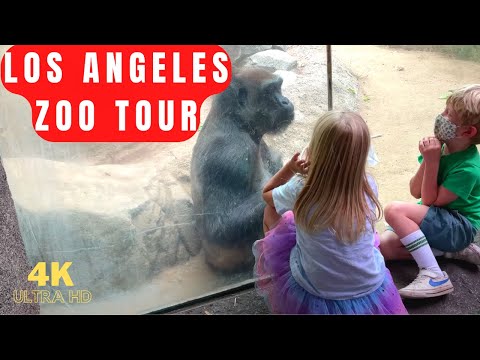 Video: Zoo di los angeles