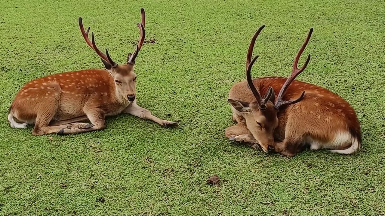 奈良公園の鹿さん #269 Deer of Nara Park - YouTube