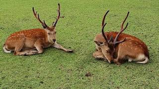 奈良公園の鹿さん #269 Deer of Nara Park - YouTube