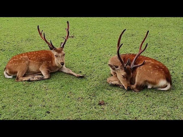 奈良公園の鹿さん #269 Deer of Nara Park - YouTube
