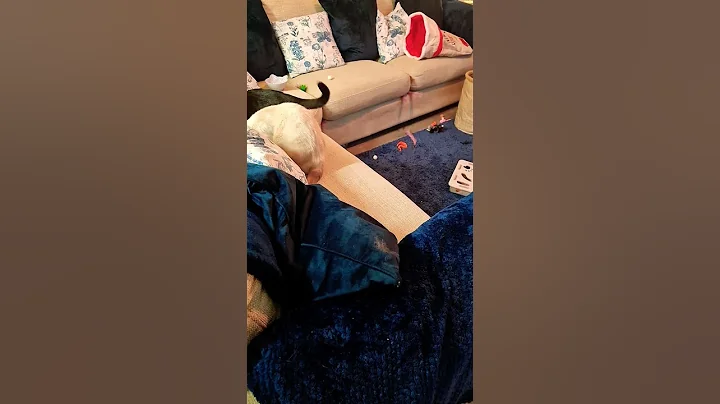 Video 11743951: siamese kitten