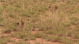 Lesser Prairie Chickens.avi by KJWVideo 120 views 13 years ago 1 minute, 48 seconds