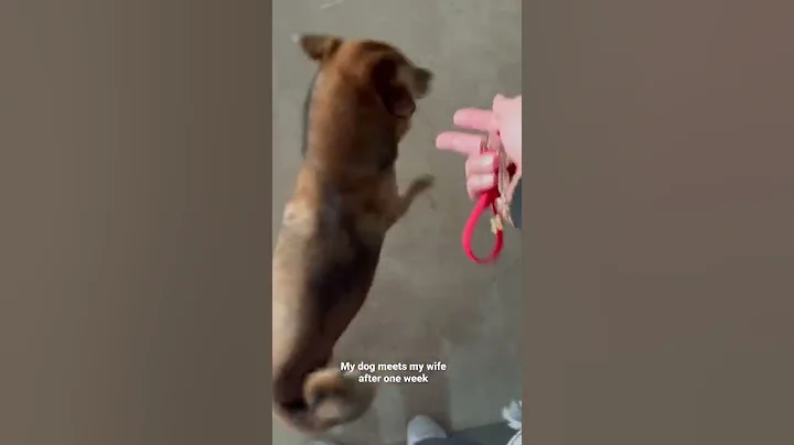Dog meets my wife after one week