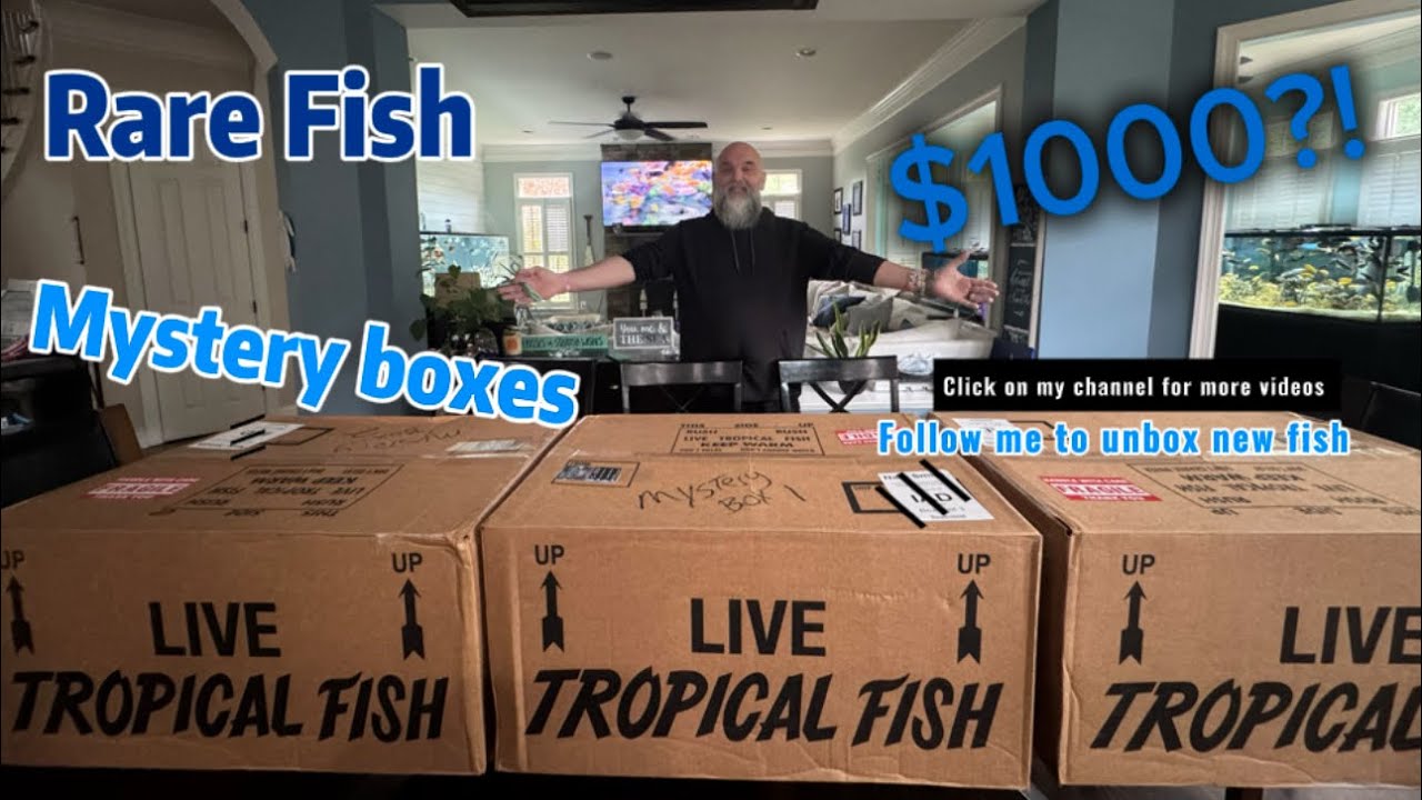 1000$ Mystery Unboxing for my tanks | rare fish | 📦📦 | 3 |