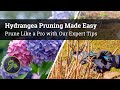 How to Prune Hydrangeas / Prune Like a Pro with Our Expert Tips