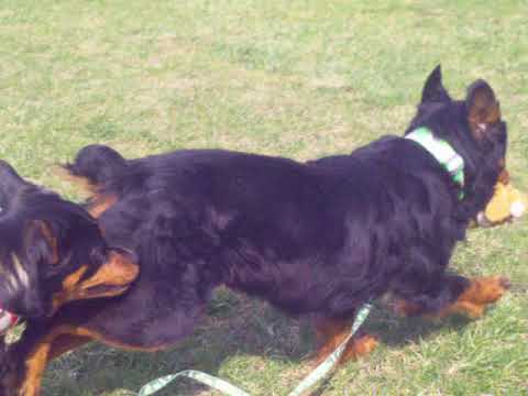 Meet Lexie 24047-d a Rottweiler currently available for adoption at Petango! 5/2/2018 4:12:51 PM