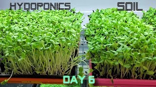 Sunflower Microgreens - Soil vs Hydro