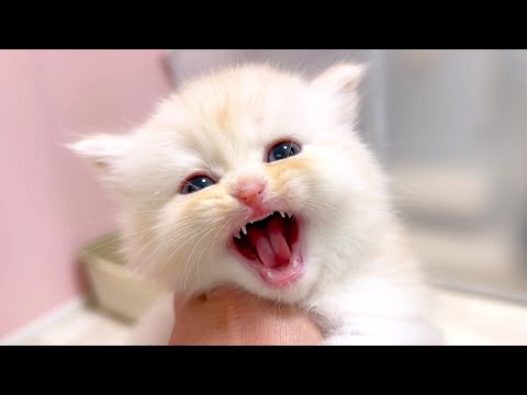 【マンチカンの子猫】ガオ~っていう顔で猫ミーム声な子猫の件 ~猫のいる生活Vol.1056~出産動画 マンチカン短足・ミヌエット・ペルシャ猫専門ブリーダー『ペット蔵人』【子猫の成長記録】