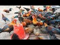 WOOWWW !!! Peternakan Ayam Hutan F1 Menggunakan Sistem Umbaran Dengan Jumlah Sampai Ratusan Ekor