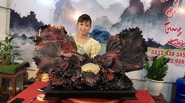 Cá xiêm đôi tài lộc mới xong được vài tác phẩm, anh chị nhanh tay chốt nào