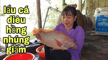 Lẩu Cá Diêu Hồng Nhúng Giấm # SĂN BẮT ĐỒNG THÁP #