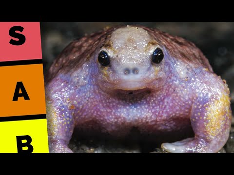 Ugly Frog Tier List