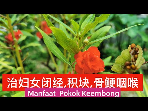 凤仙花药理作用,李时珍认为，凤仙子能透骨软坚.Health Benefits of Impatiens balsamina plant . Manfaat  Pokok Keembong.