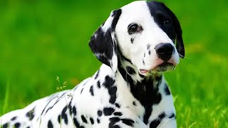 Facts about Dalmatian dogs