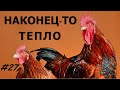 Куры Ханхяп переехали в теплицу. Эксперимент #27