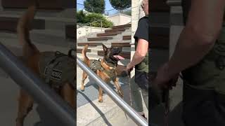 Kimber walking up the stairs backwards at the Pine Ridge shopping center