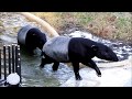 耳に水が？？？コウくん　Malayan tapir(マレーバク)　多摩動物公園